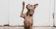 A cute dog raising its paw to represent the mortgage questions you should ask before you get preapproved.