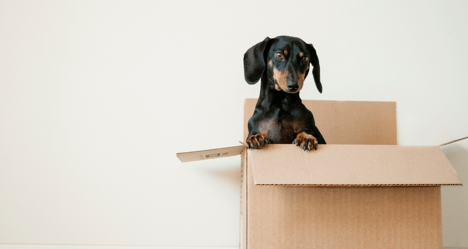 A dog in a box, making a moving day less stressful.